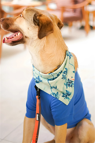 Urban Chic Bandana Sydney