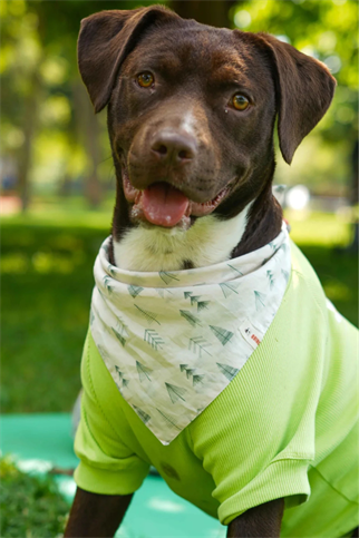 Urban Chic Bandana Tulum