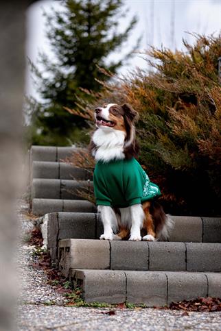 Woofmas | Festive Forest