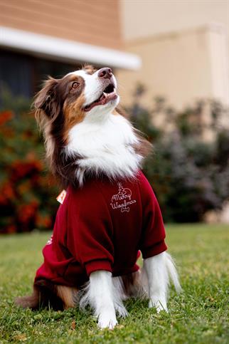 Woofmas | Holiday Harmony