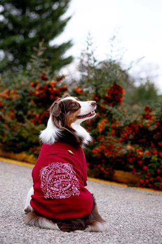 Woofmas | Holiday Harmony