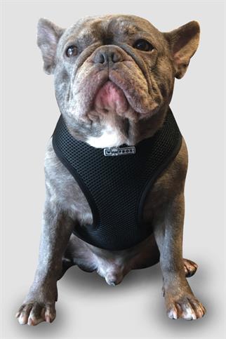 Wuufbox Black Dog Breast Collar