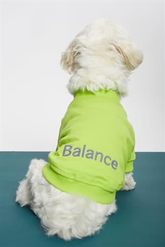 Monido Yeşil İnce Köpek Sweatshirt -