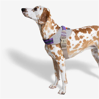 Zee.Dog ACG FlyHarness Chest Collar