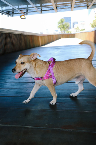 Zee.Dog Lords Of Zee.Town Brain Softer Walk Köpek Göğüs Tasması