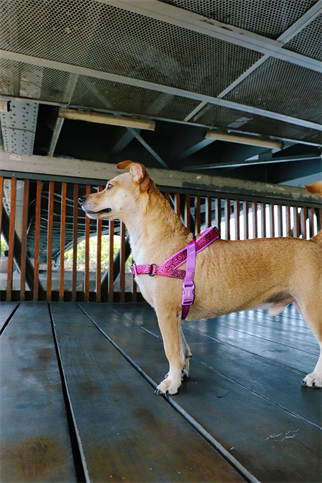 Zee.Dog Lords Of Zee.Town Brain Softer Walk Köpek Göğüs Tasması