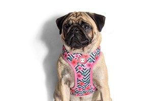 Zee.Dog Mahalo Mesh Köpek Göğüs Tasması