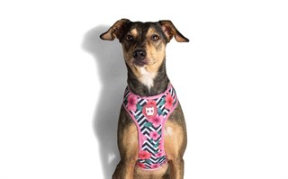 Zee.Dog Mahalo Mesh Köpek Göğüs Tasması