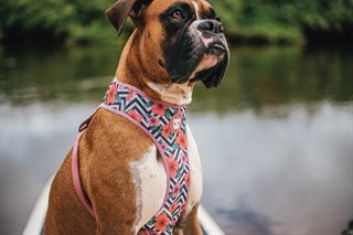 Zee.Dog Mahalo Mesh Köpek Göğüs Tasması