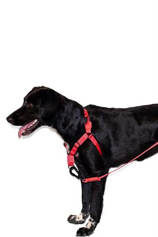 Zee.Dog Neon Coral Soft Walk Köpek Göğüs Tasması