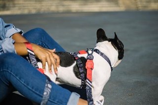 Zee.Dog Paisley Köpek Göğüs Tasması