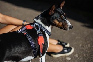 Zee.Dog Paisley Köpek Göğüs Tasması