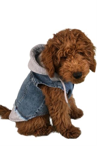 ZiggyDog Gri Kot Köpek Ceketi