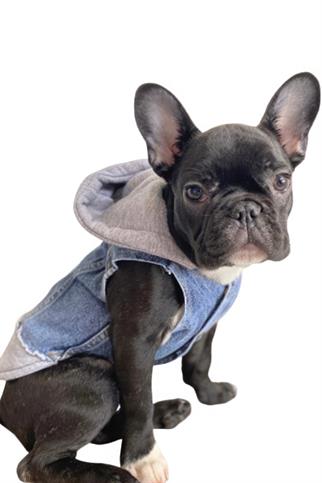 ZiggyDog Gri Kot Köpek Ceketi