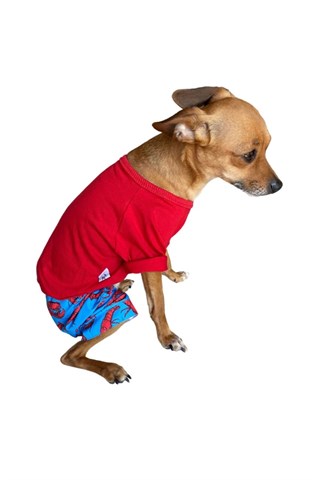 ZiggyDog Köpek Deniz Yüzme Şort-Mayo Istakozlu