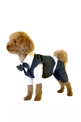 ZiggyDog Dog Clothes Suit Gray