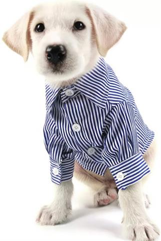 ZiggyDog Mavi Çizgili Köpek Gömleği