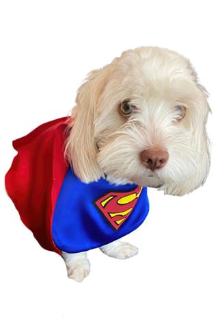 Ziggydog Superman Dog Costum