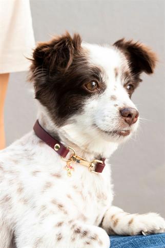 Zoe Pet Atelier Charm Neck Collar - Burgundy