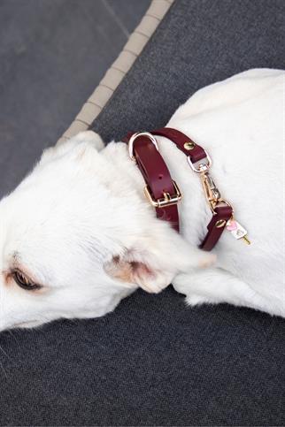 Zoe Pet Atelier Charm Neck Collar - Burgundy