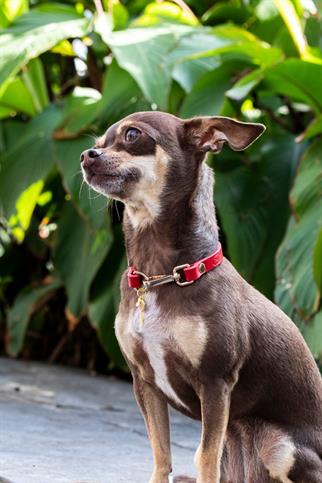 Zoe Pet Atelier Charm Neck Collar - Red