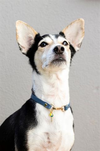 Zoe Pet Atelier Charm Neck Collar - Navy Blue