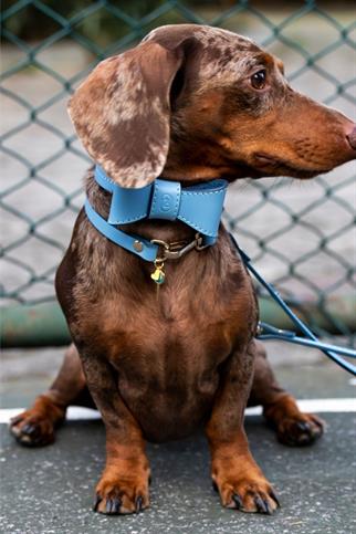 Zoe Pet Atelier Charm Neck Collar - Blue