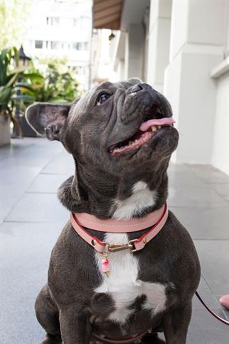 Zoe Pet Atelier Charm Neck Collar - Pink