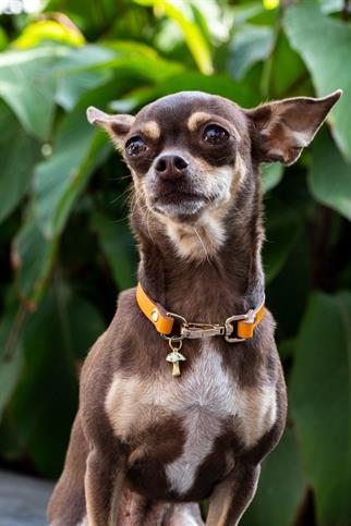 Zoe Pet Atelier Charm Neck Collar - Orange