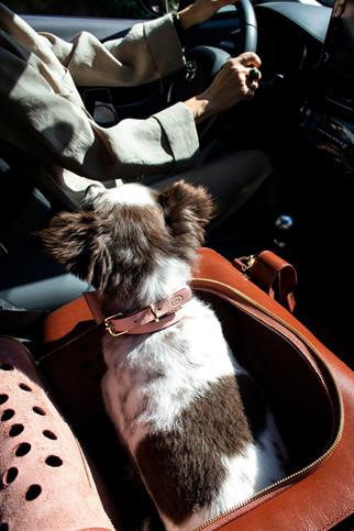 Zoe Pet Atelier Classic Boyun Tasması - Pembe