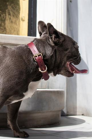 Zoe Pet Atelier Classic Boyun Tasması - Bordo