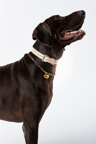 Zoe Pet Atelier Classic Boyun Tasması - Bej
