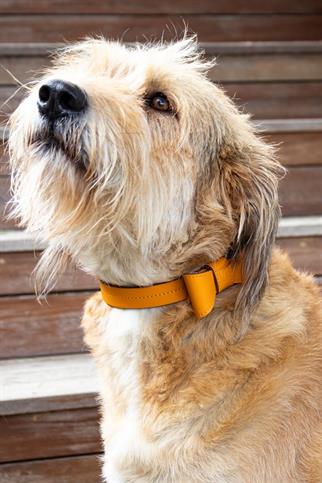 Zoe Pet Atelier Classic Neck Collar - Orange