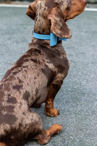 Zoe Pet Atelier Classic Neck Collar - Blue
