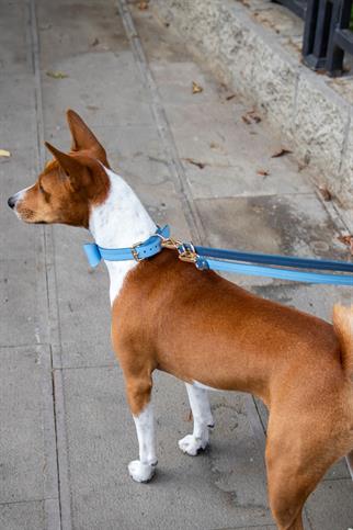 Zoe Pet Atelier Classic Neck Collar - Blue