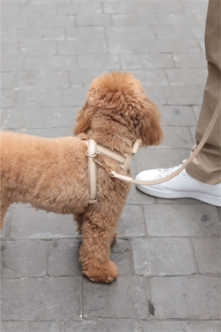 Zoe Pet Atelier Cotton&Leather Cross Göğüs Tasması Bej