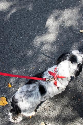 Zoe Pet Atelier Infinity Dog Harness Red