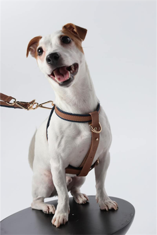 Zoe Pet Atelier Pamuklu Kumaş ve Deri Çapraz Göğüs Tasması Kahve