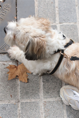 Zoe Pet Atelier Pamuklu Kumaş ve Deri Çapraz Göğüs Tasması Siyah - S