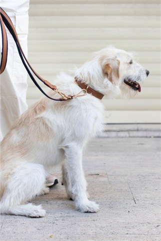 Zoe Pet Atelier SOFT TOUCH COLLAR Kahverengi - XS