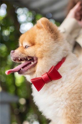 Zoe Pet Atelier Mini Bag in Burgundy