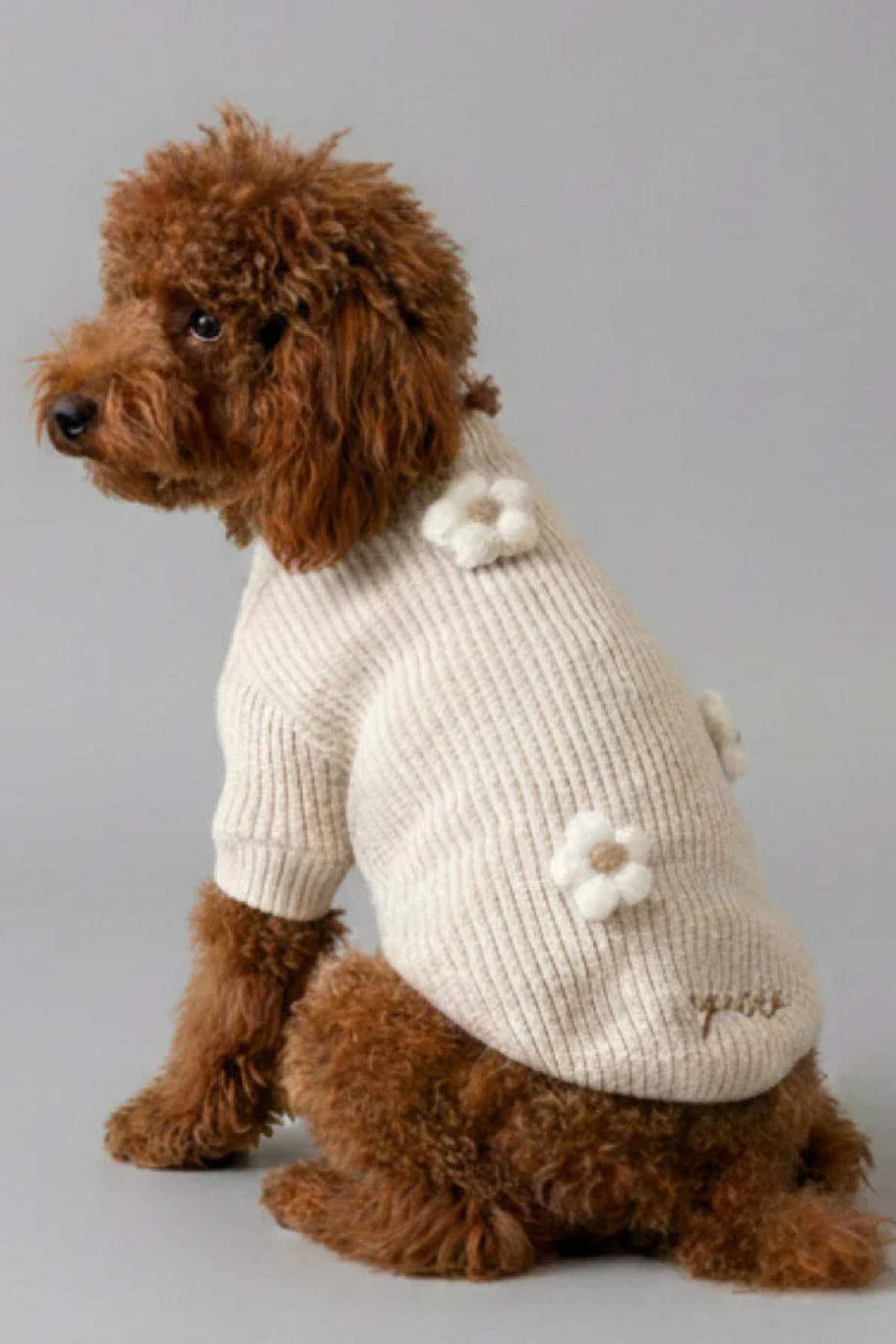 Apac.co Çiçekli Köpek Kazak Bej 