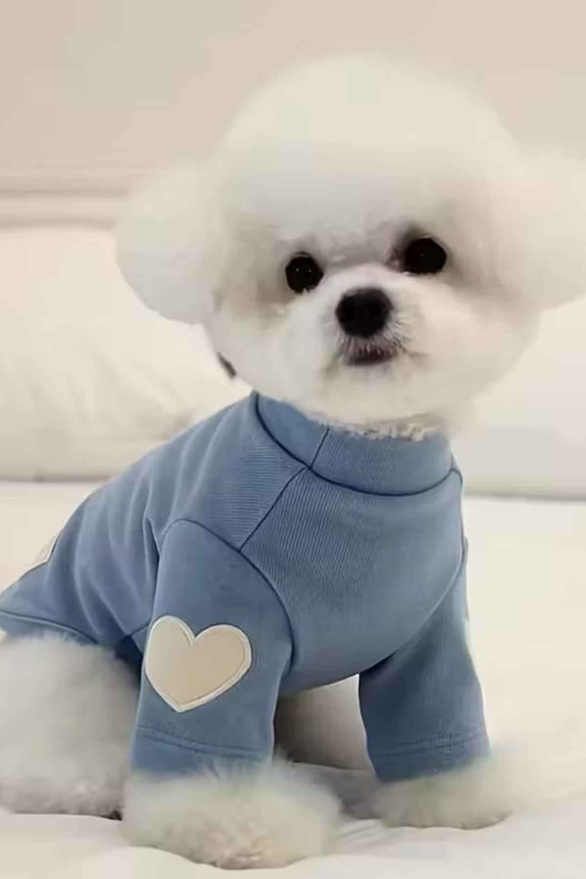 DolcePets Kalpli Kazak/Mavi