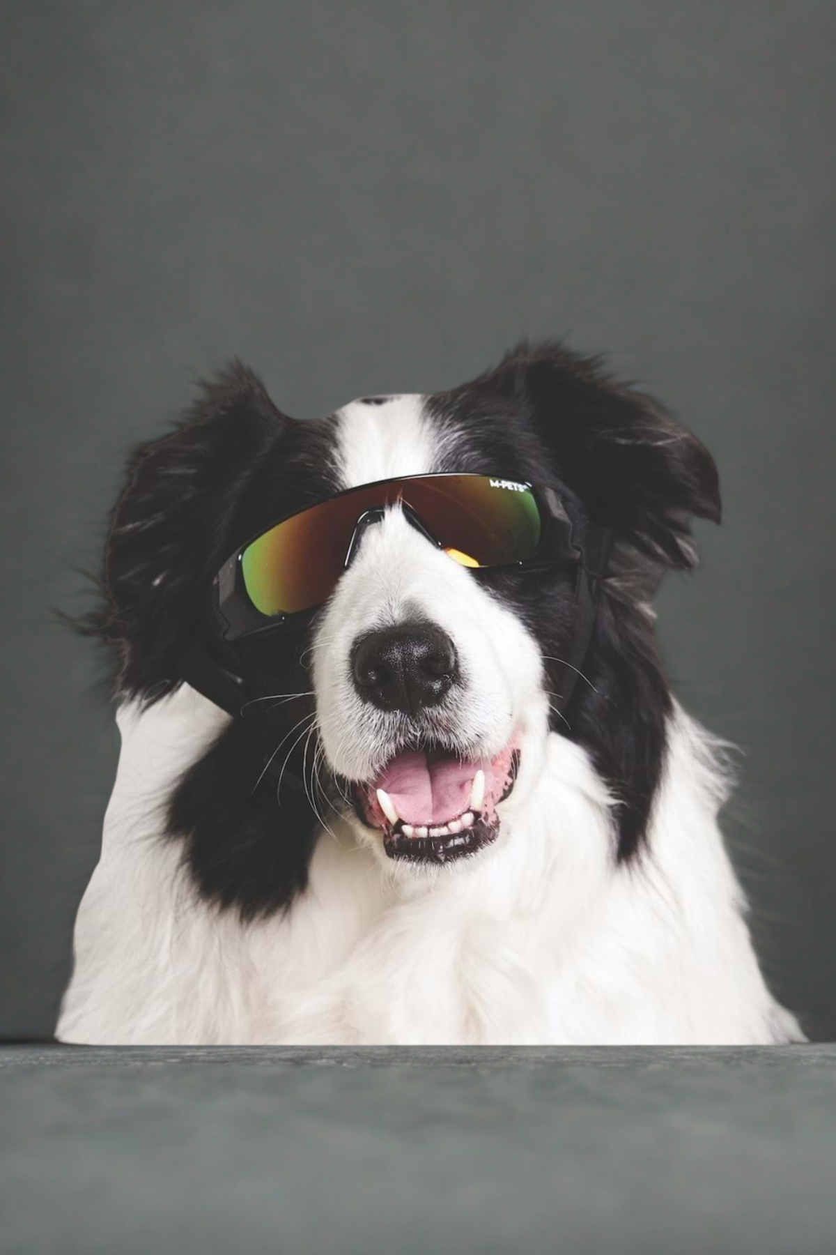 M-Pets Sunny Sunbather Köpekler İçin Gözlük Black