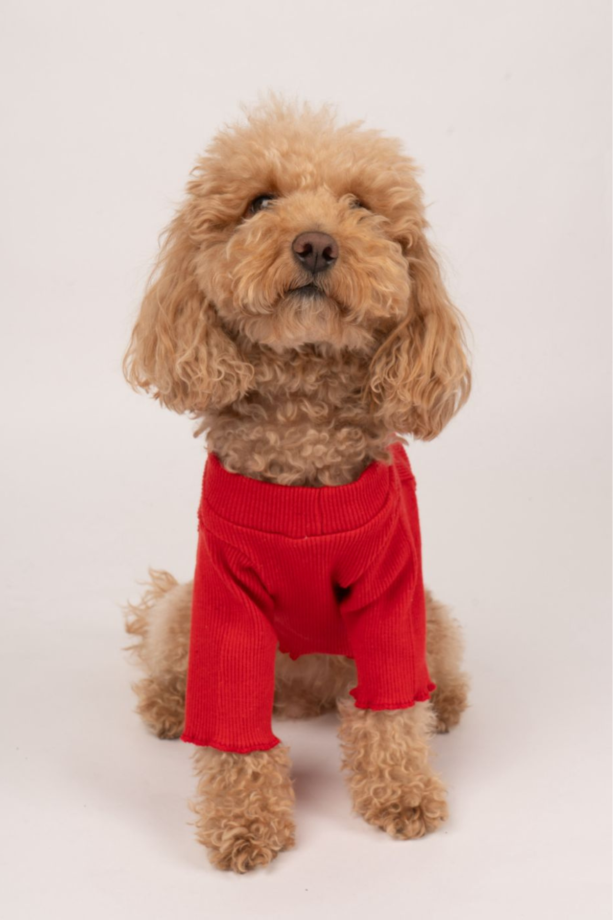 Doredog Köpek Kaşkorse Sweatshirt Kırmızı 