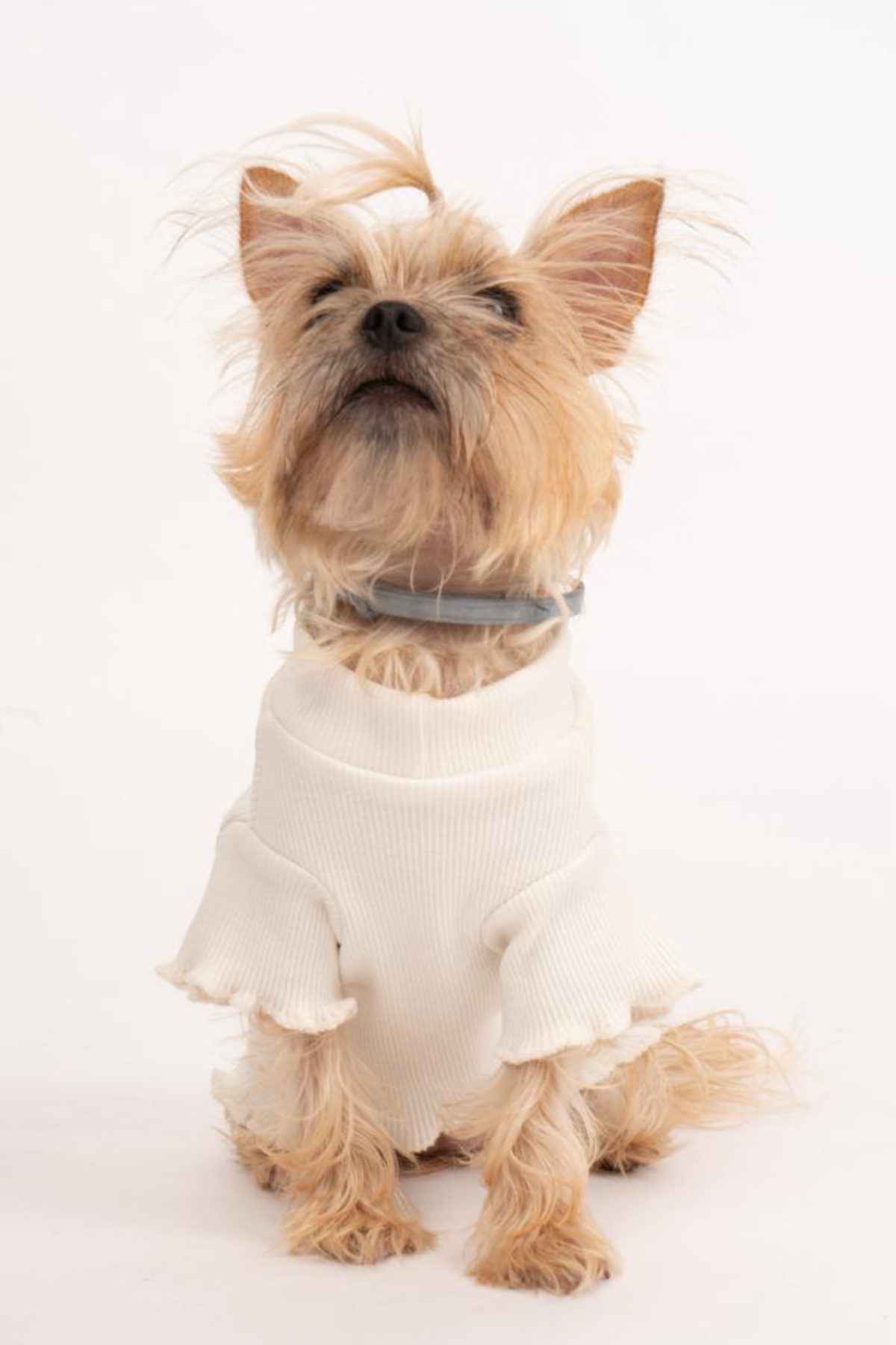 Doredog Krem Kaşkorse Sweatshirt