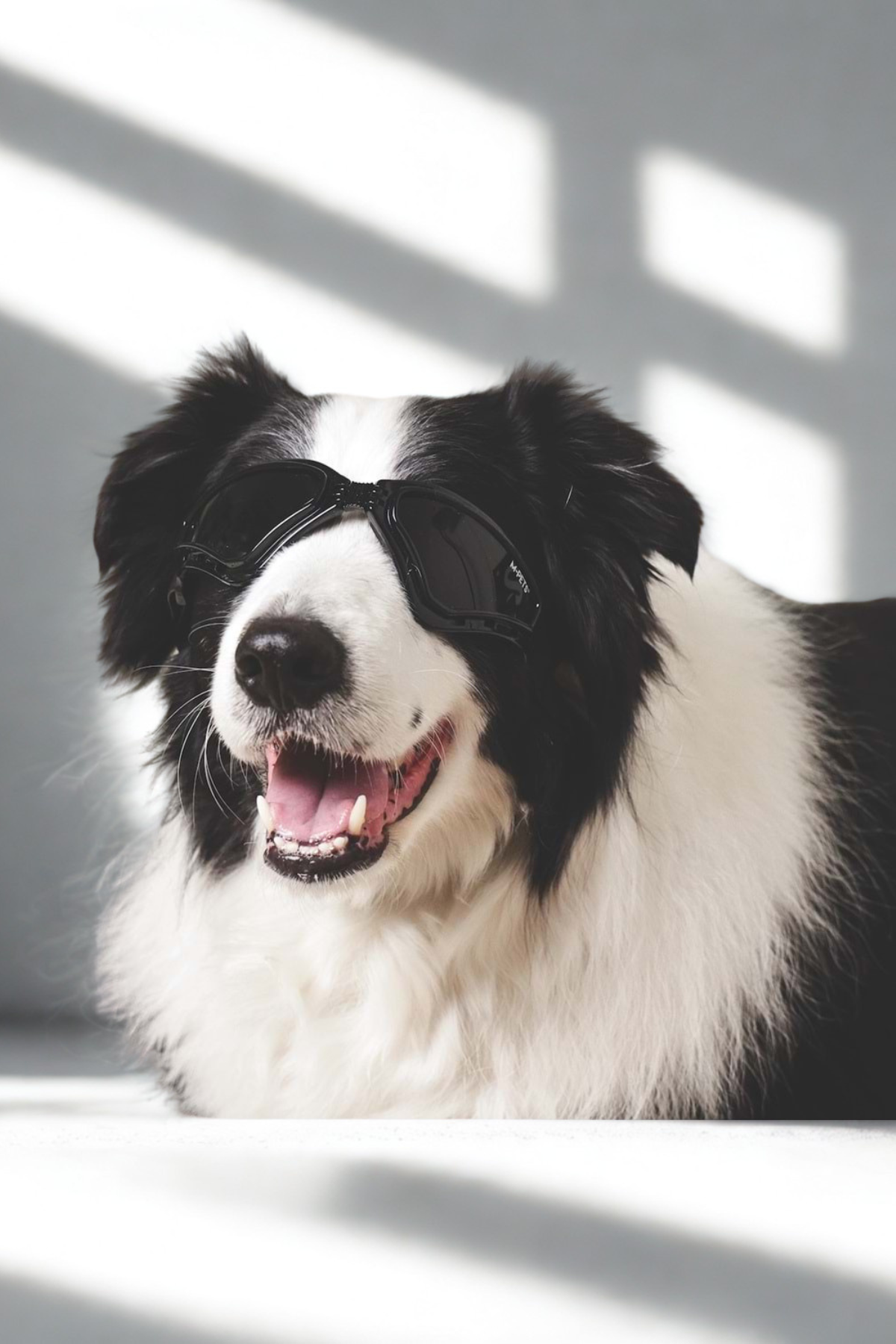 M-PETS Sunny Trailblazer Köpekler İçin Gözlük Black