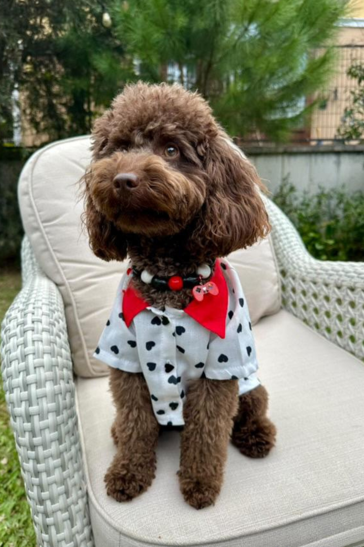 My Petit Paw Kalpli Gömlek 