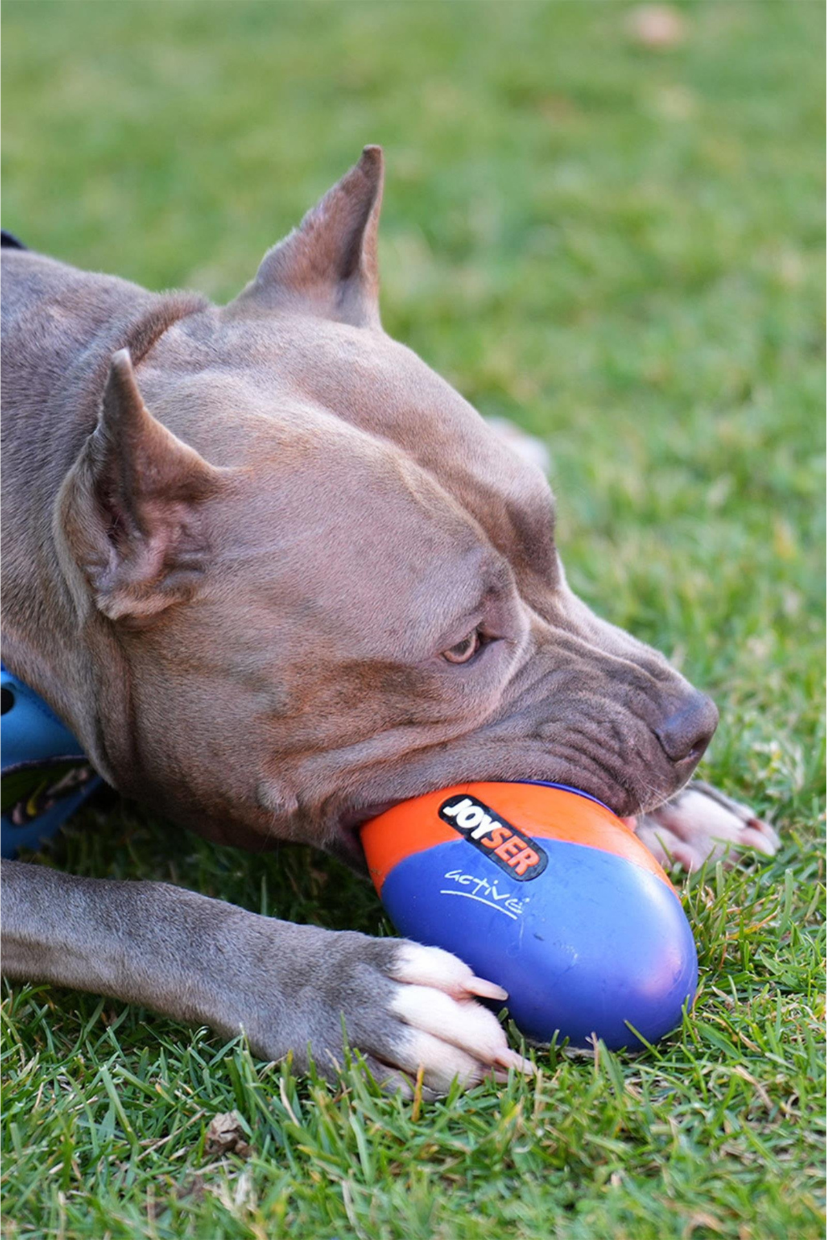 Joyser Active TPU Rugby Köpek Oyuncağı Mavi Turuncu M 15X8cm