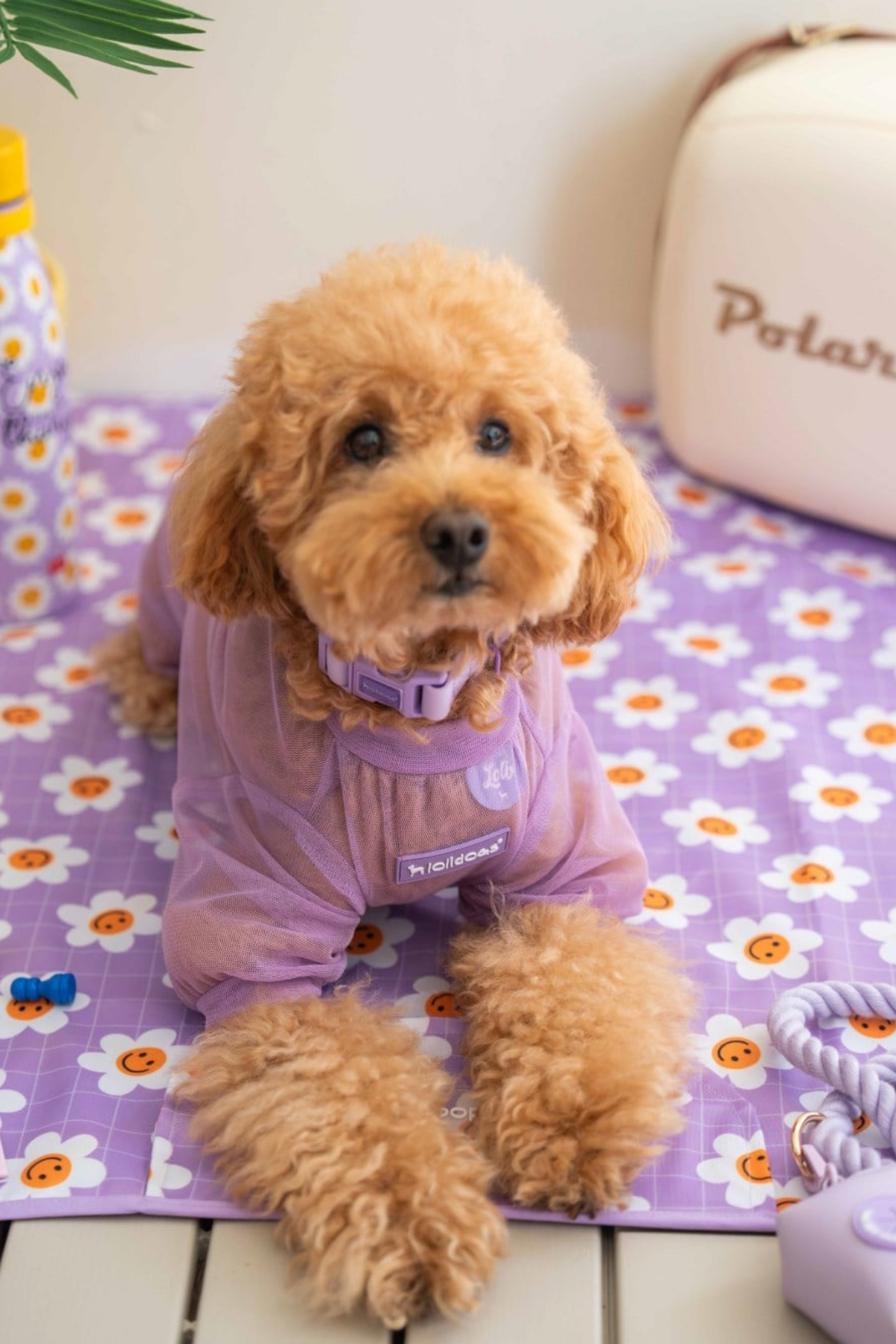 Lolidogs Köpek Tulumu Summer Guard Lilac